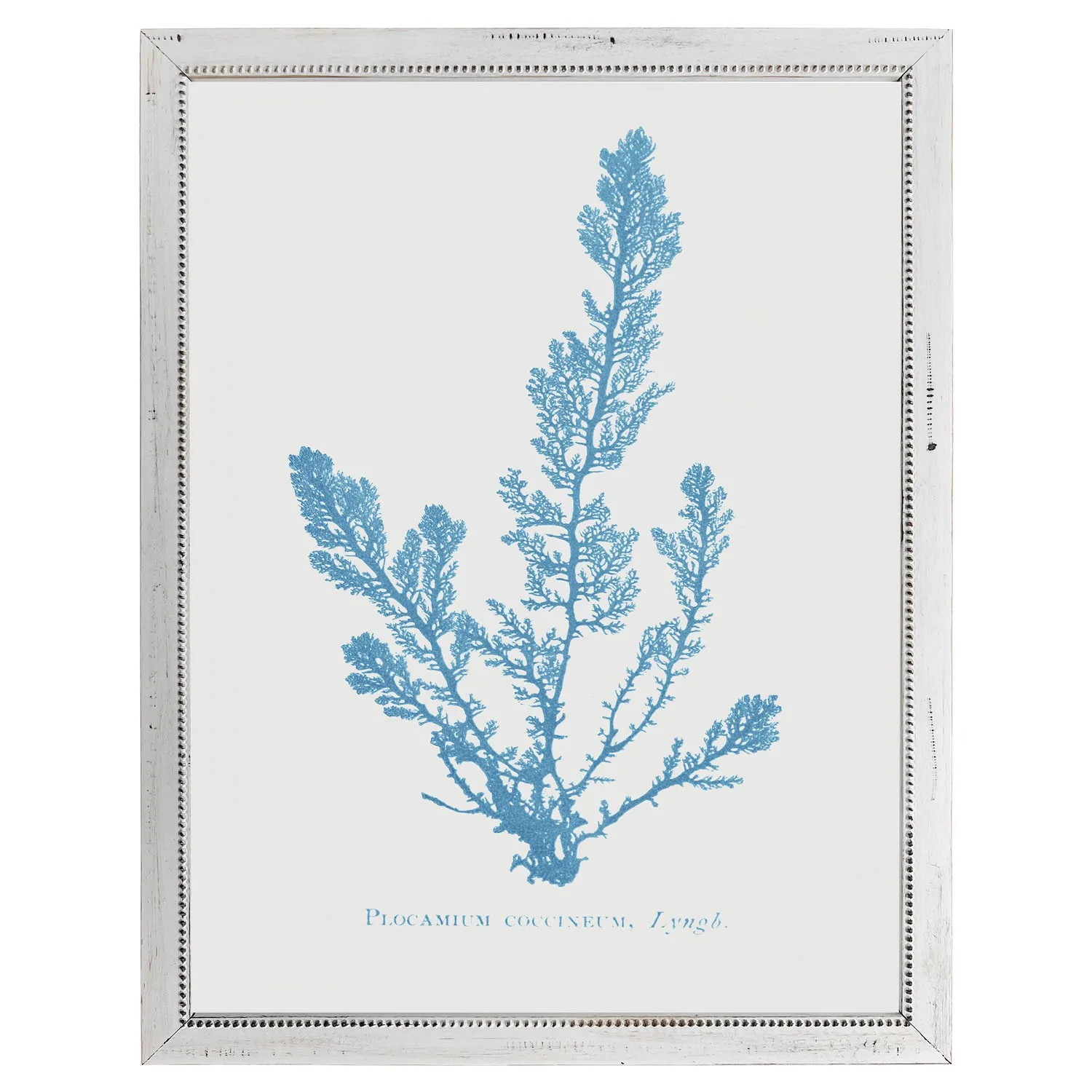 Finn Coral Frame Illustration - Blue, Wood image