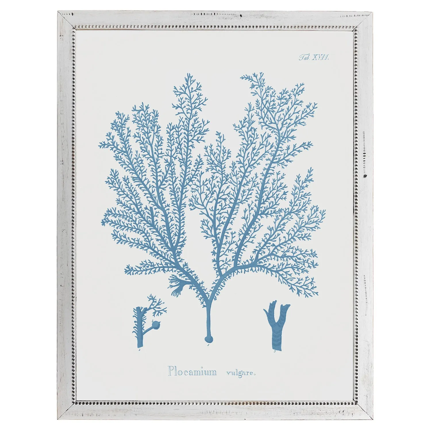 Gale Coral Frame Illustration - Blue, Wood