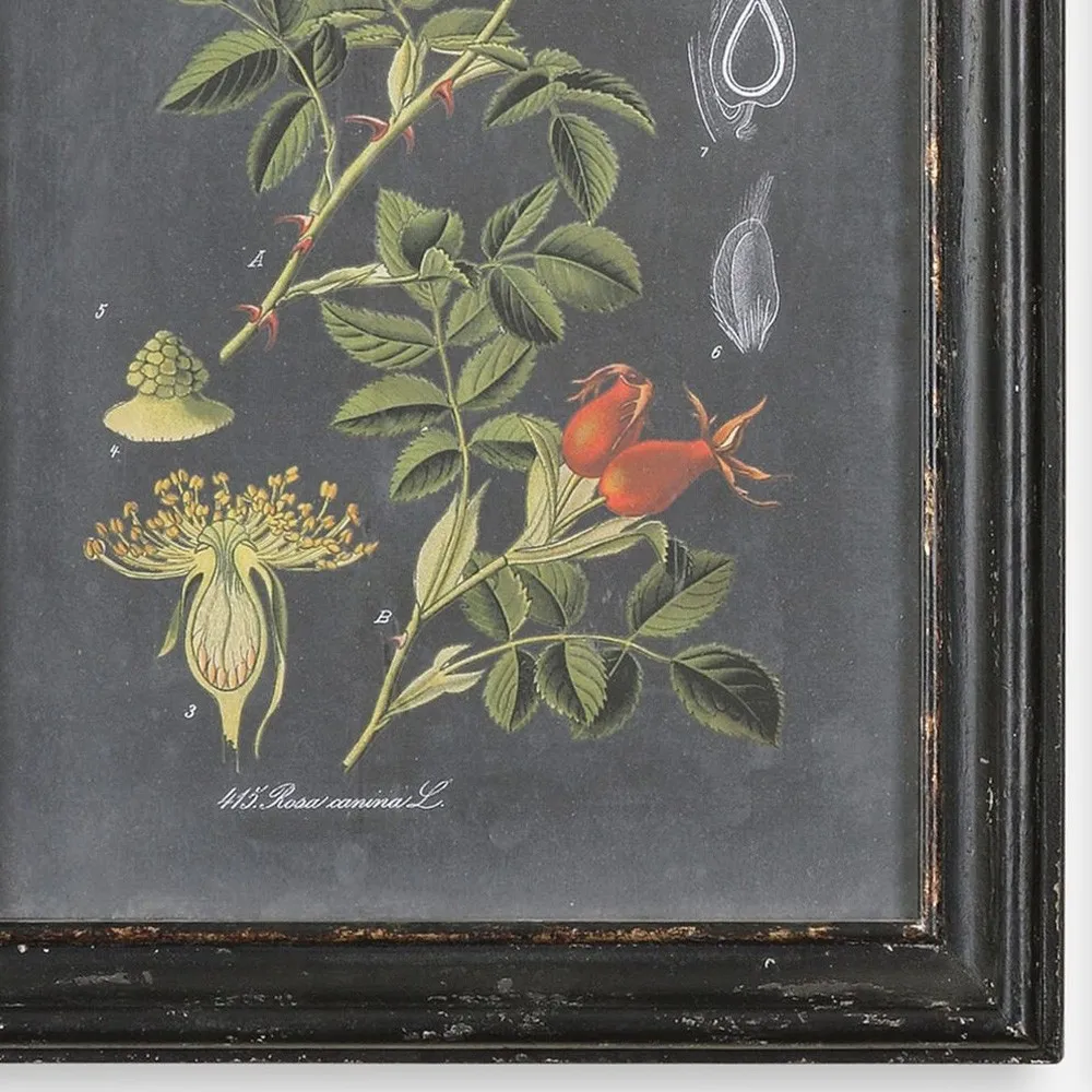 Indie French Country Botanical Diptych Illustration - Green, Black