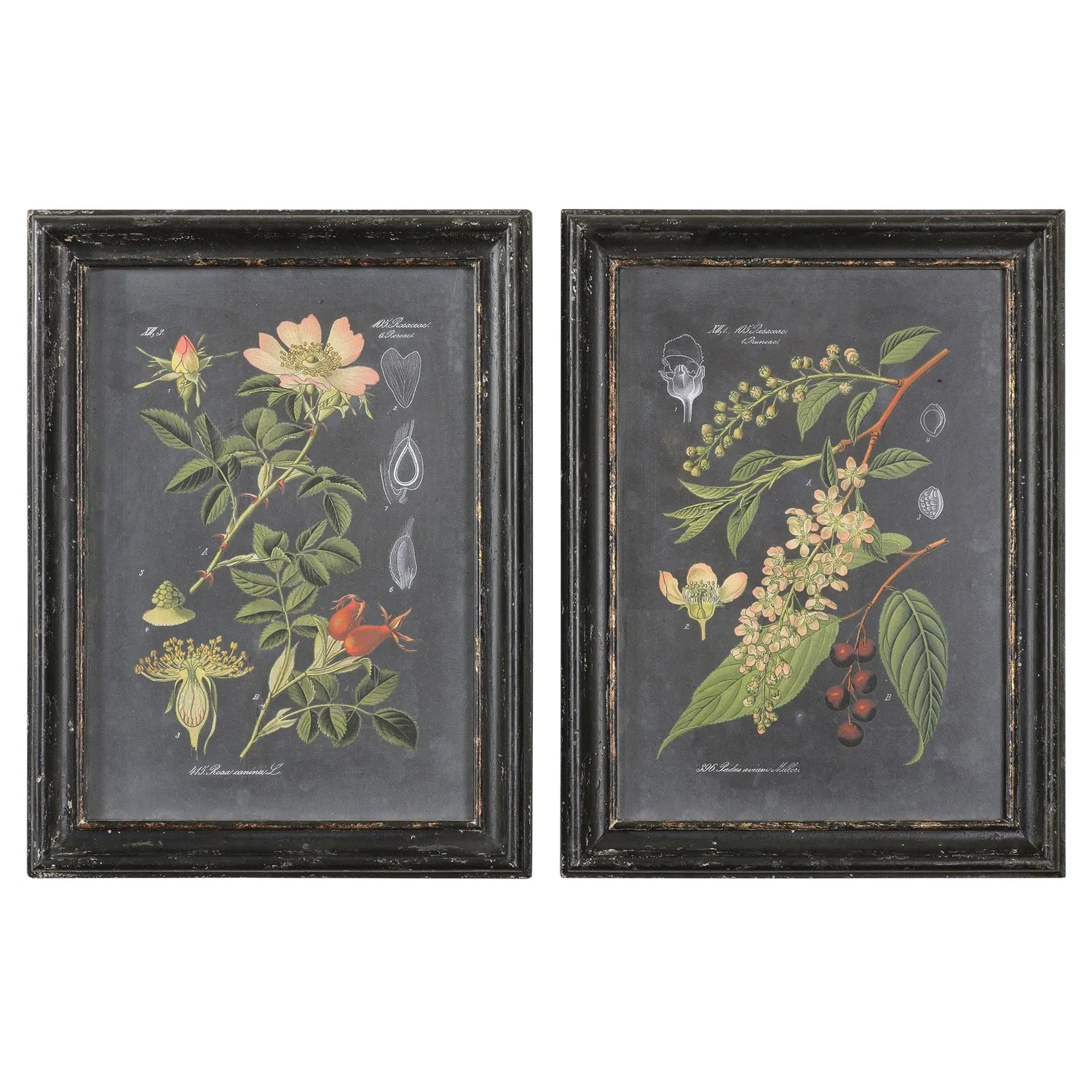 Indie French Country Botanical Diptych Illustration - Green, Black image