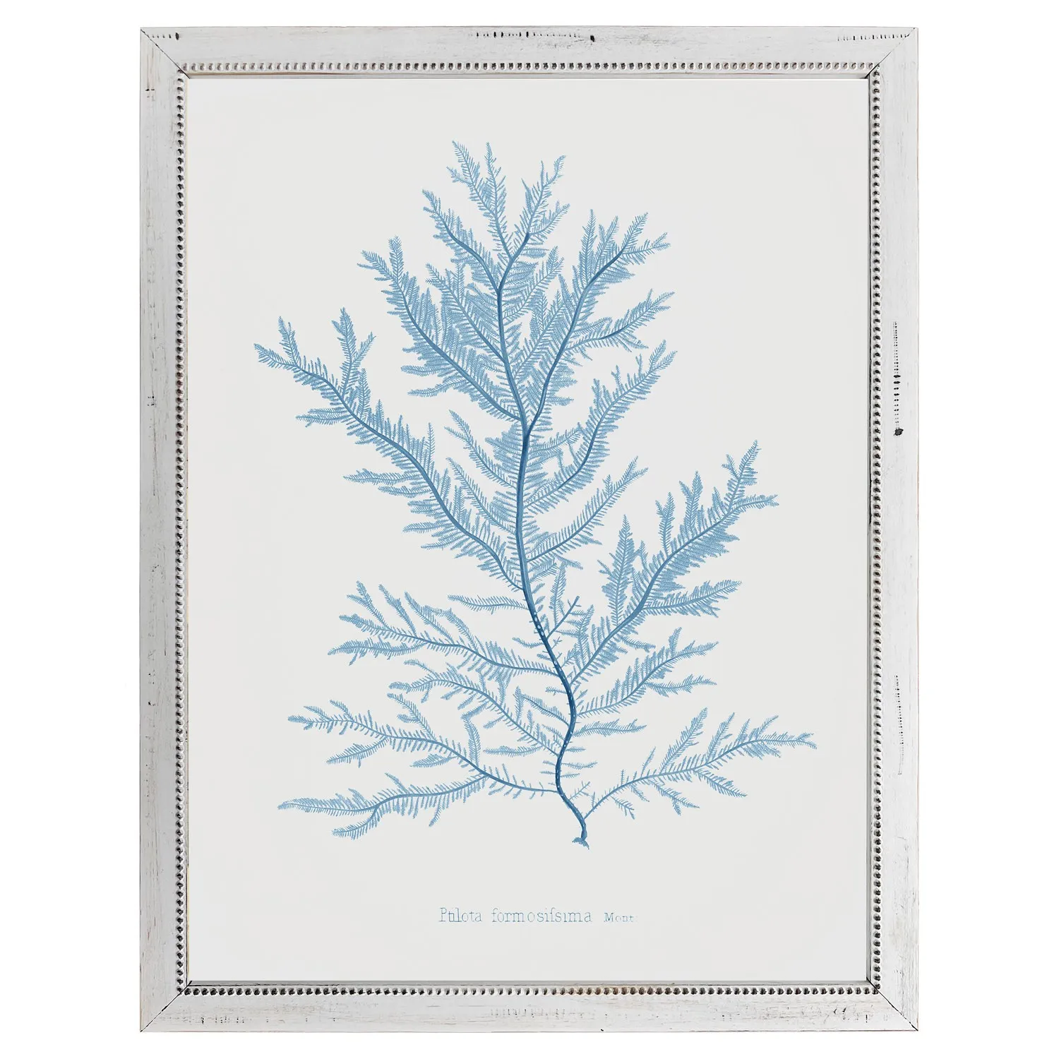 Iris Coral Frame Illustration - Blue, Wood