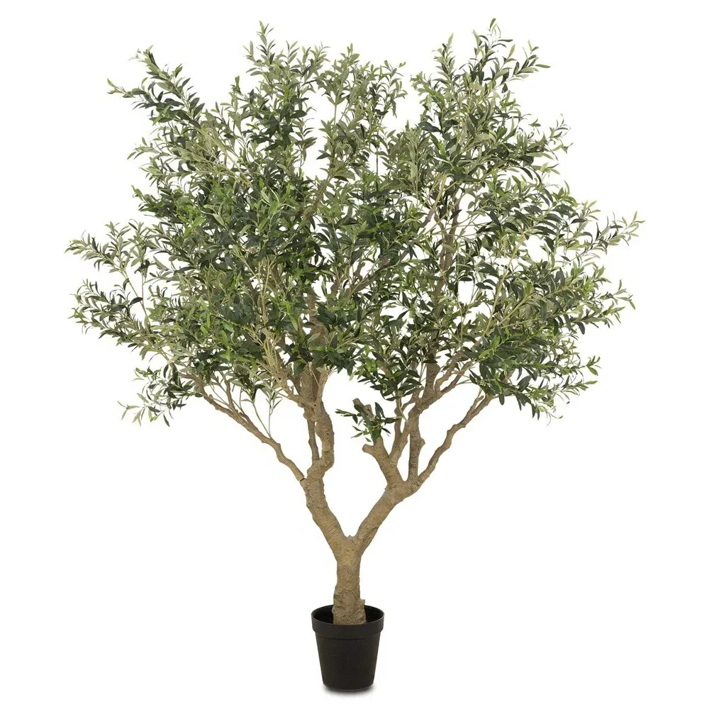 Isolde Wide Potted Olive Tree - Green