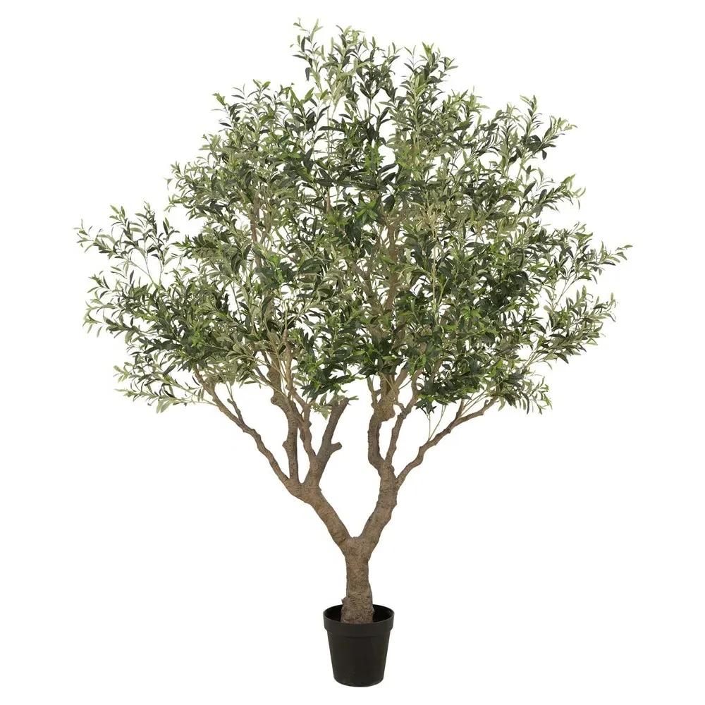 Isolde Wide Potted Olive Tree - Green image