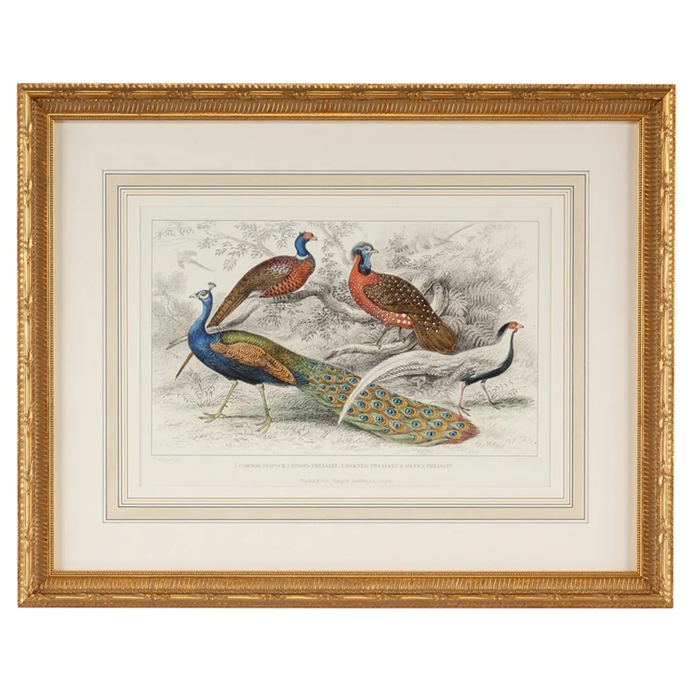 Jareth Peacock and Pheasant Gold Leaf Frame Illustration - White