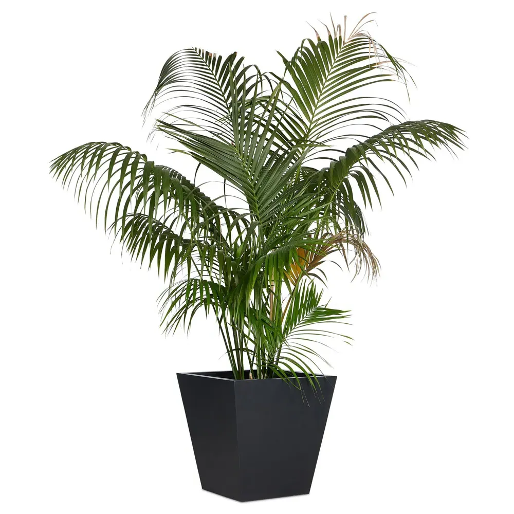 Kallisto Extra Large Outdoor Pot Planter - Black, Concrete