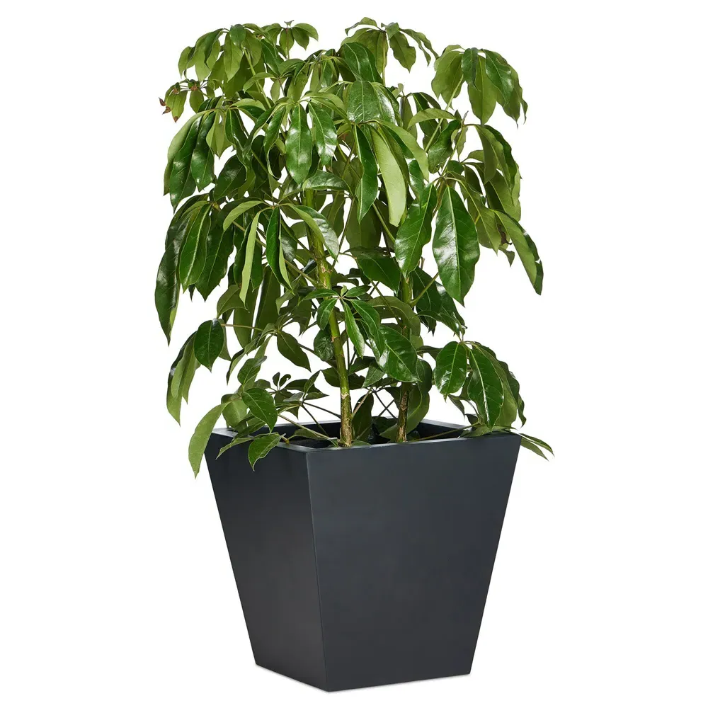 Kallisto Large Outdoor Pot Planter - Black, Concrete