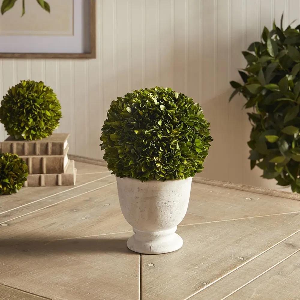 Landon Large Ball Potted Topiary - Green, Boxwood