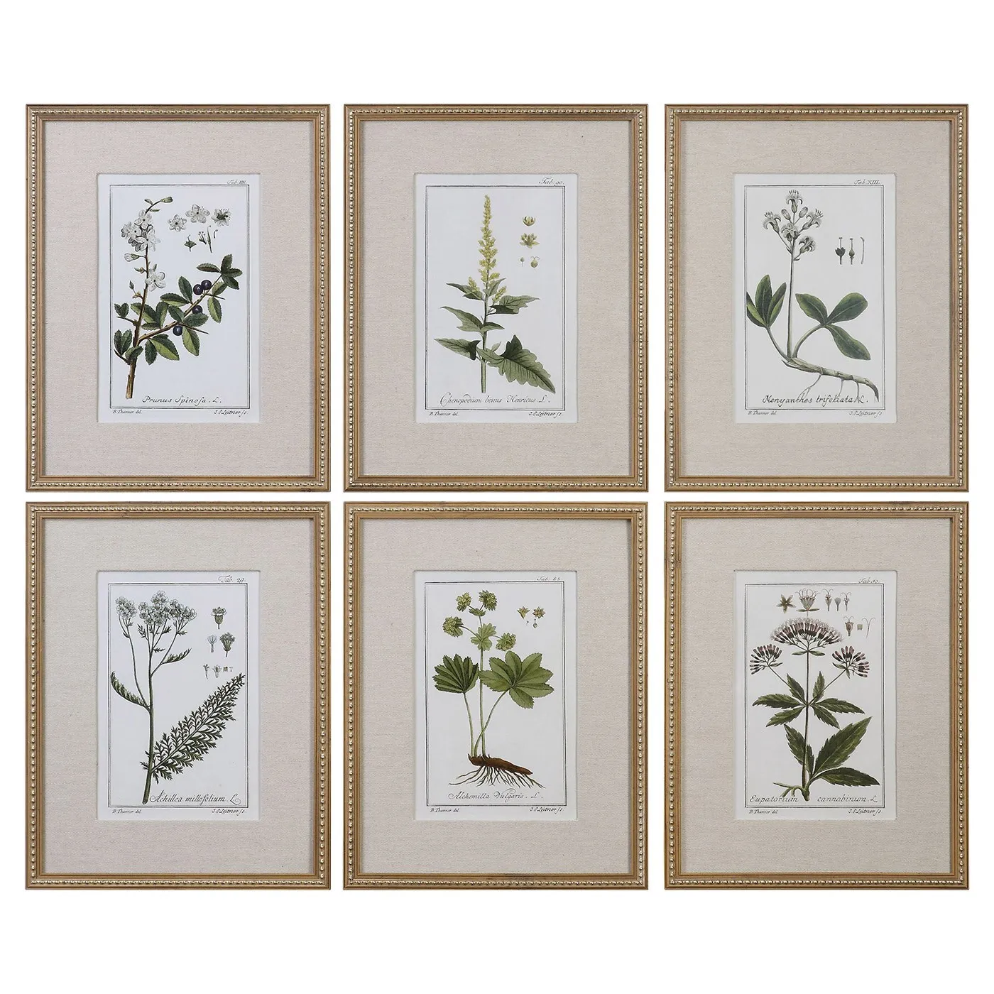 Lunara Botanical Gold Leaf Frame Illustration Set - Beige image