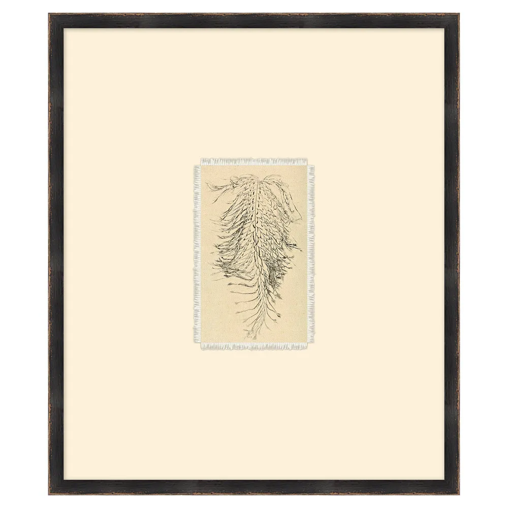 Mabel Fern Botanical Frame Illustration 2 - Black, Canvas