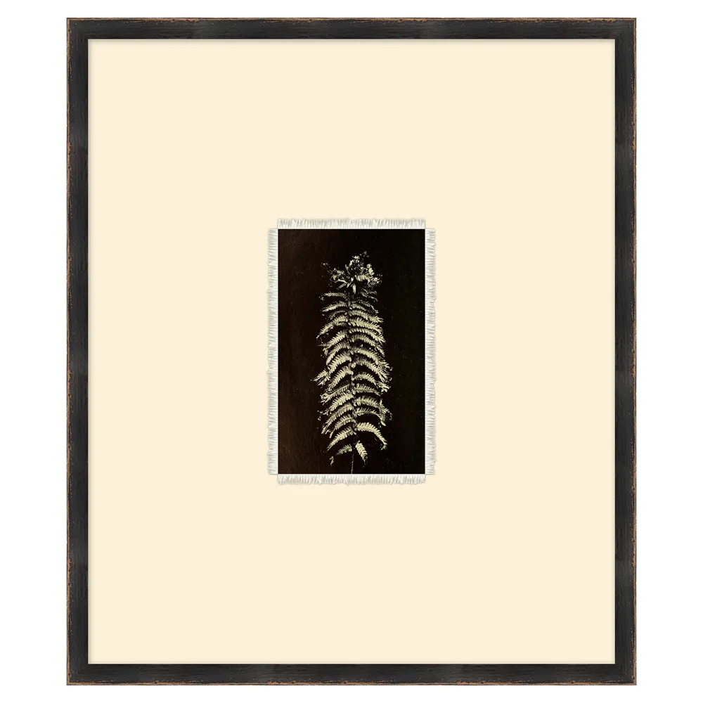 Mabel Fern Botanical Frame Painting 4 - Black, Canvas