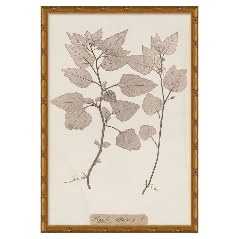Marie Botanical Gold Leaf Illustration 1 - Pink image