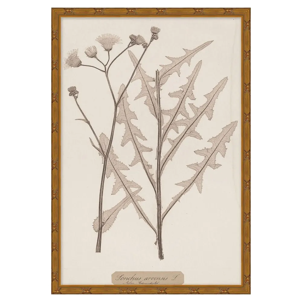 Marie Botanical Gold Leaf Illustration 3 - Pink