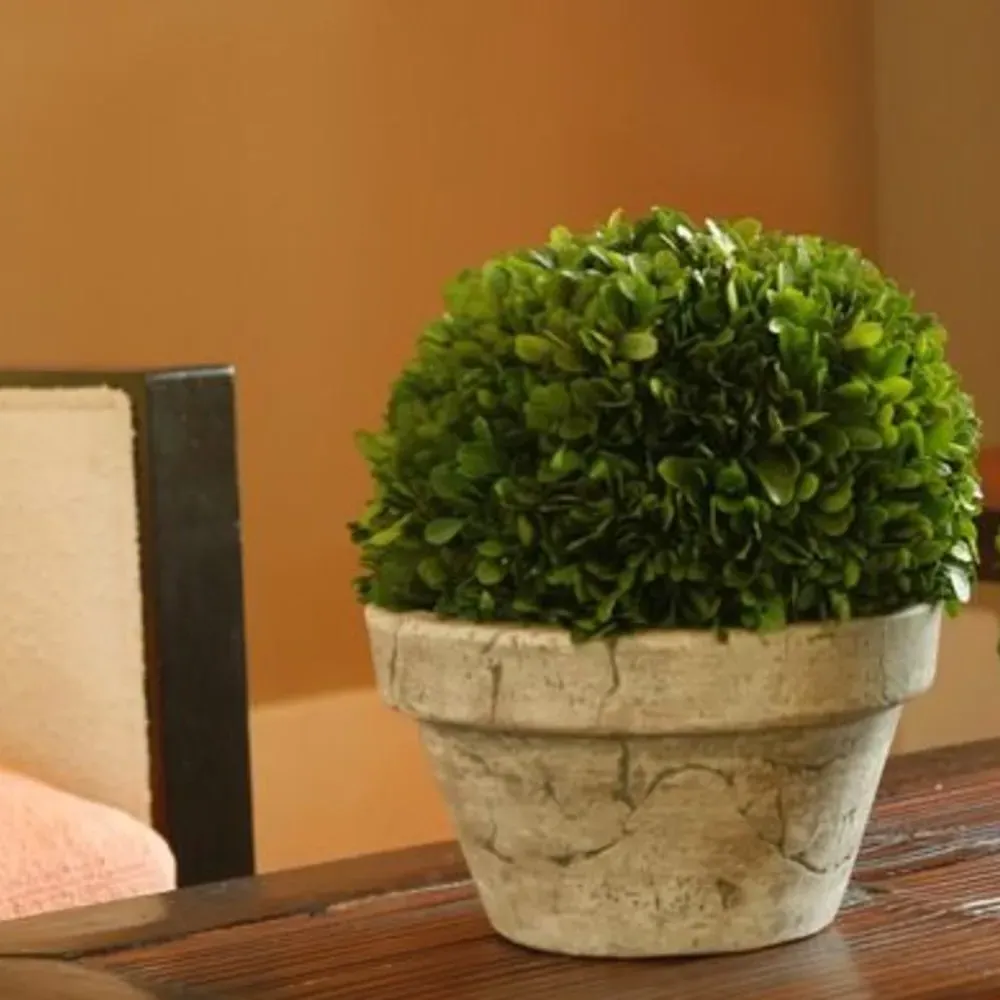 Marin French Country Boxwood in Pot - Green