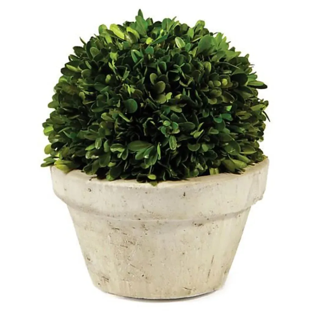 Marin French Country Boxwood in Pot - Green image