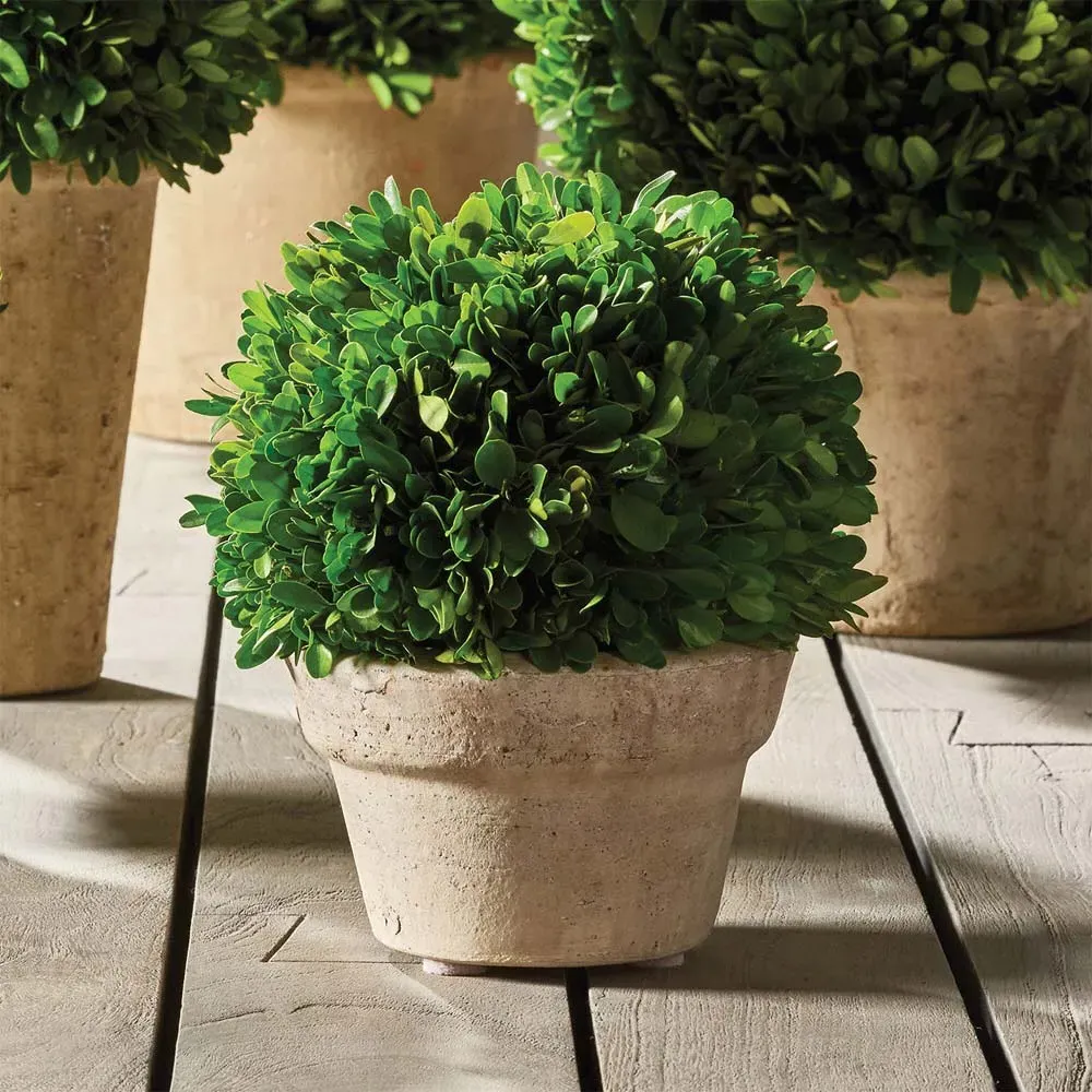 Marin Small Boxwood in Pot - Green, Terracotta