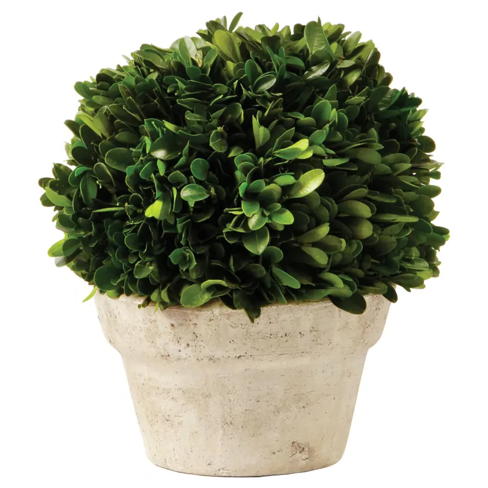 Marin Small Boxwood in Pot - Green, Terracotta image