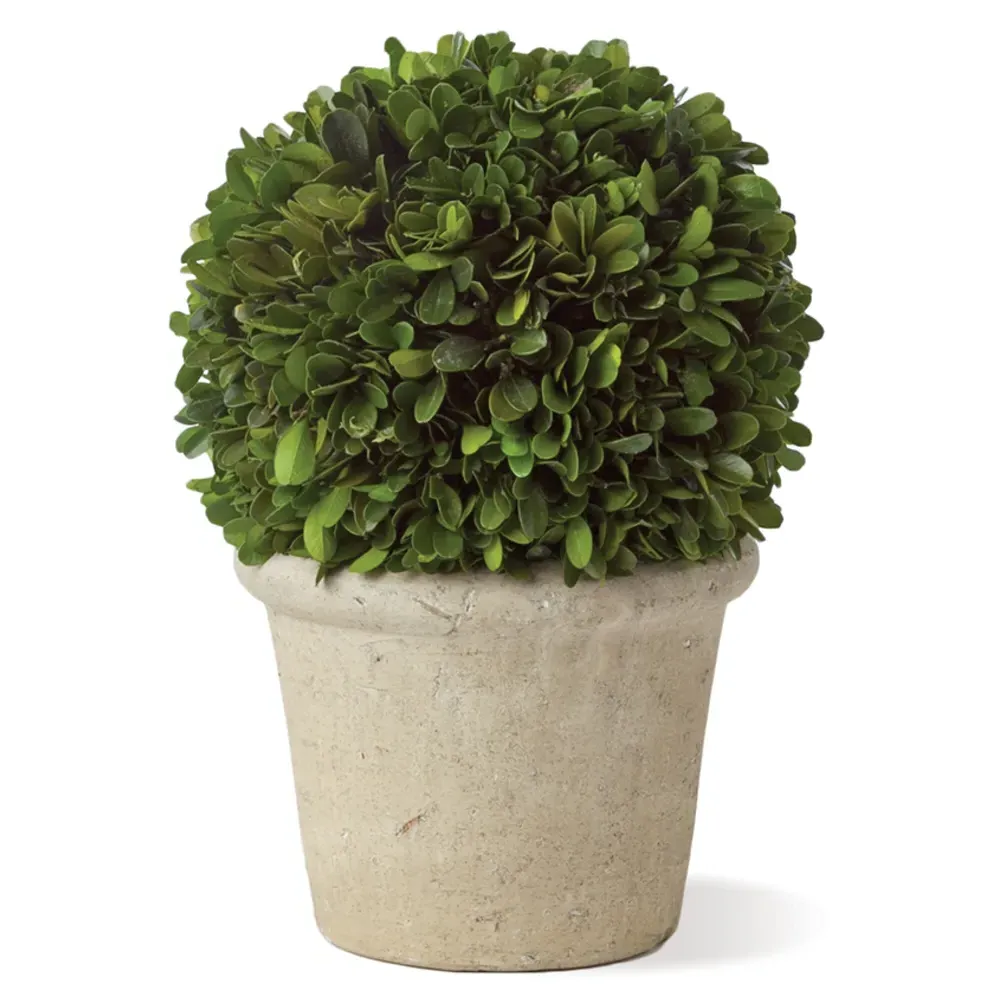 Marin Small Potted Boxwood Sphere - Green image