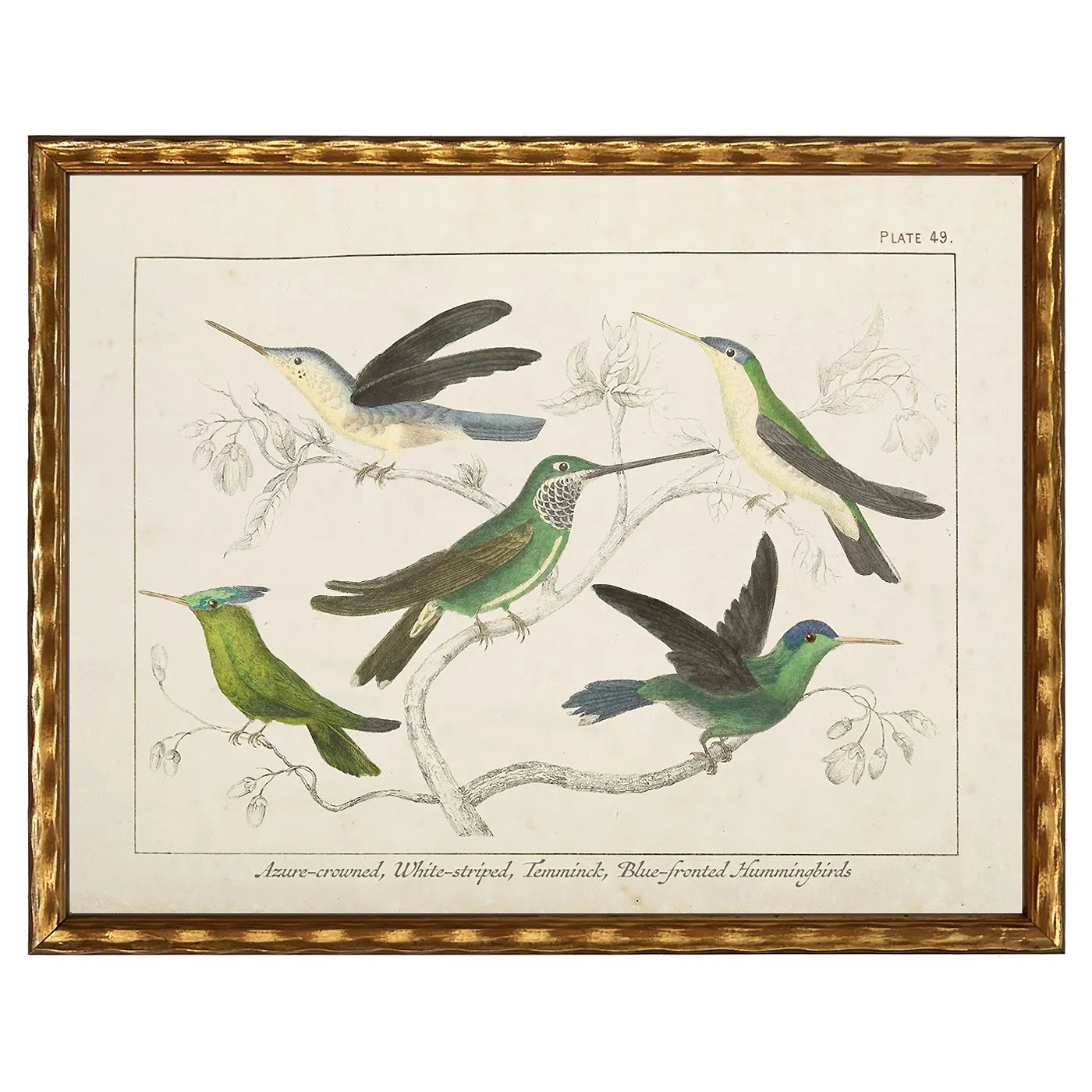 Meridee Hummingbird Gold Frame Illustration - Green image