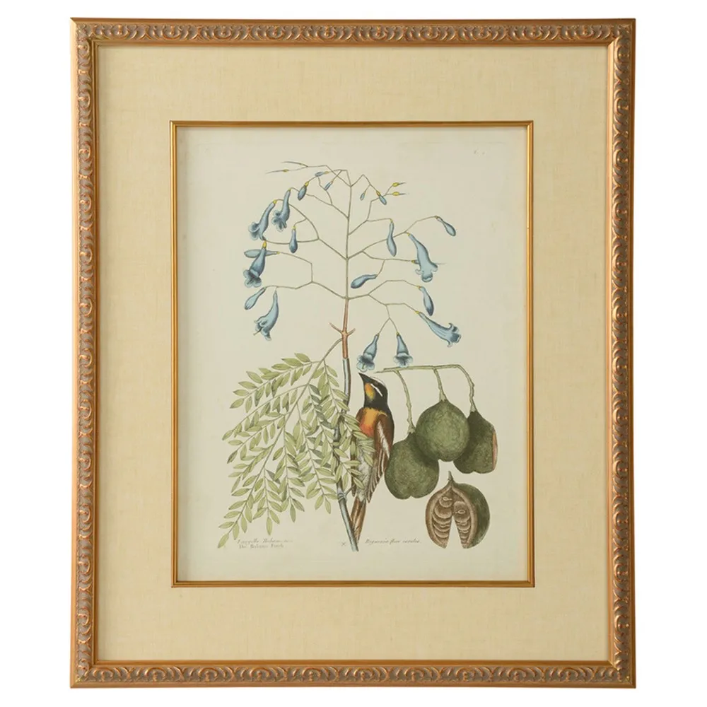 Renata Botanical Bird Gold Leaf Frame Illustration II - Green