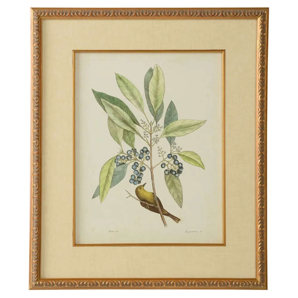 Renata Botanical Bird Gold Leaf Frame Illustration V - Green