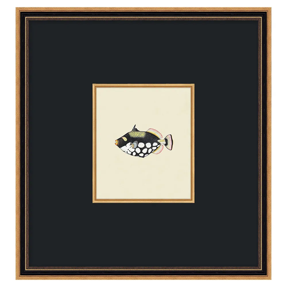 Stelle Fish Antique Gold Frame Painting - Black