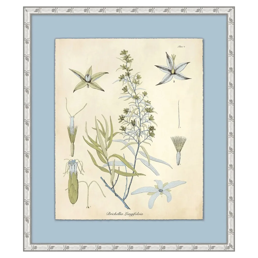 Thea Botanical Illustration 1 - Blue, Silver Frame image