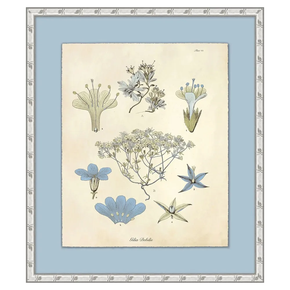 Thea Botanical Illustration 2 - Blue, Silver Frame