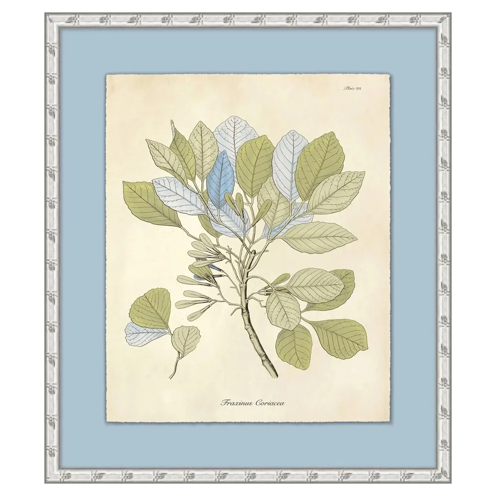 Thea Botanical Illustration 3 - Blue, Silver Frame