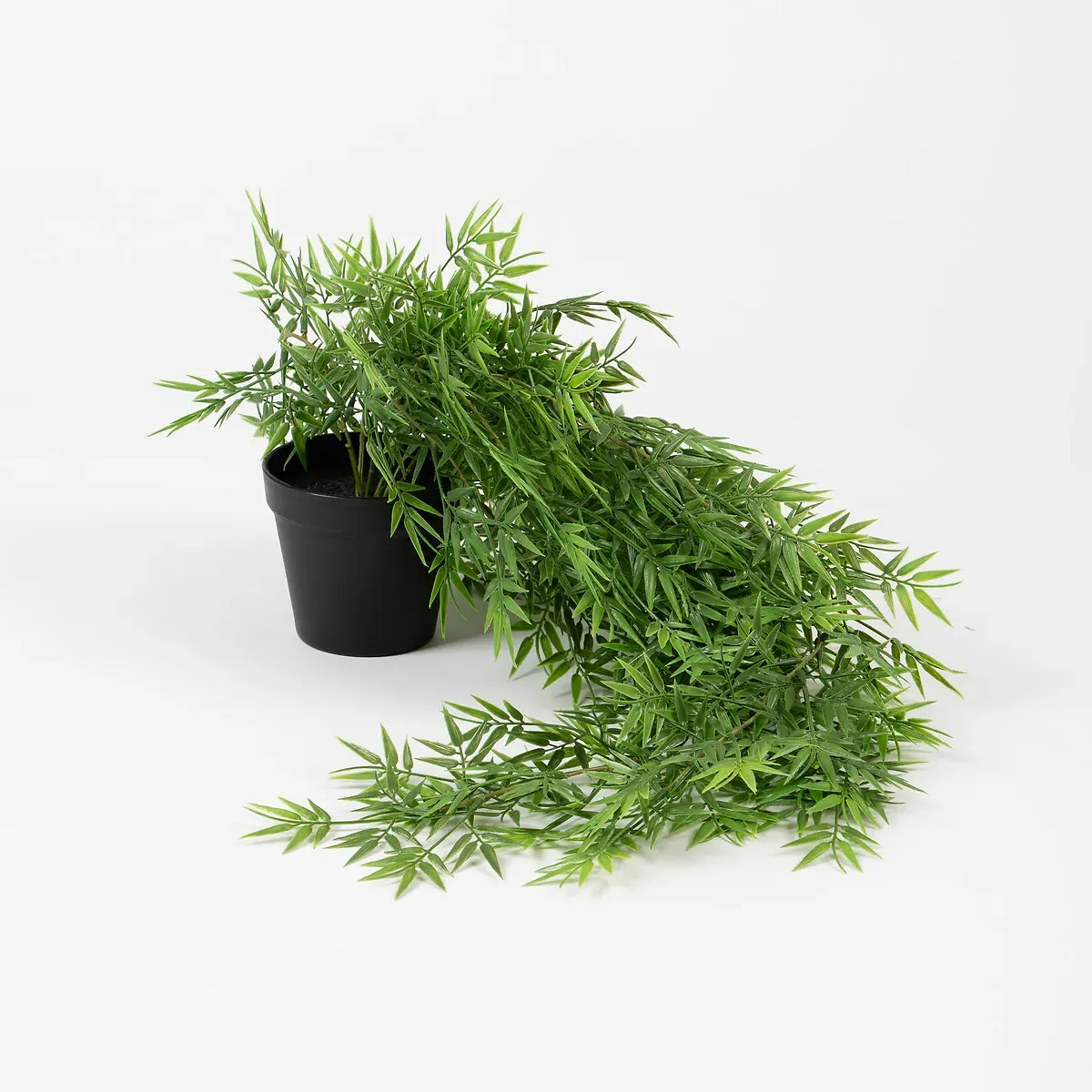 Trailing Bamboo in Black Pot - Green alternate view