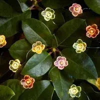 20-LED Rose Micro Lights - Multi-Coloured, LED alternate view