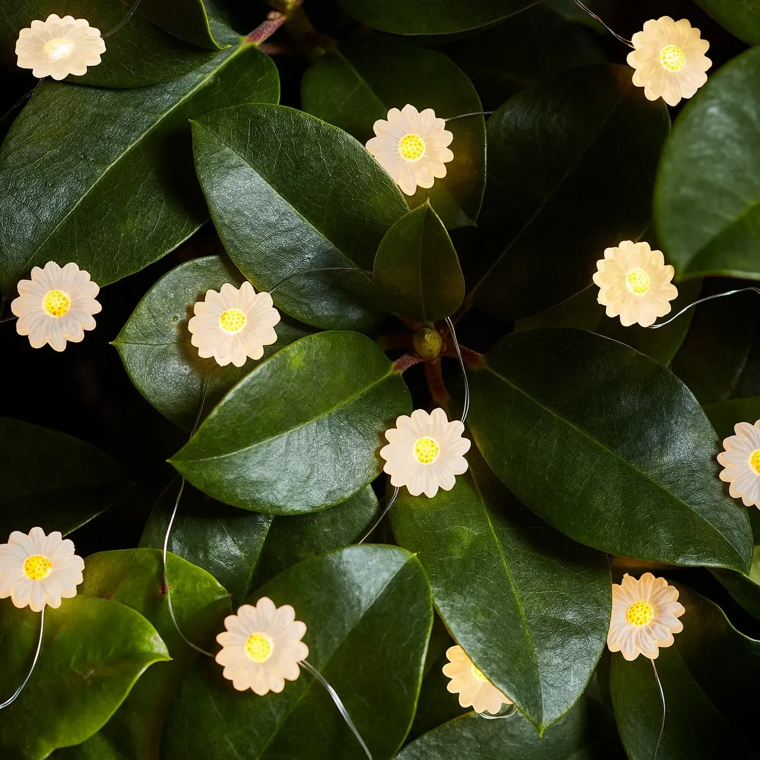 20 Daisy Outdoor Micro Fairy Lights - Warm White product