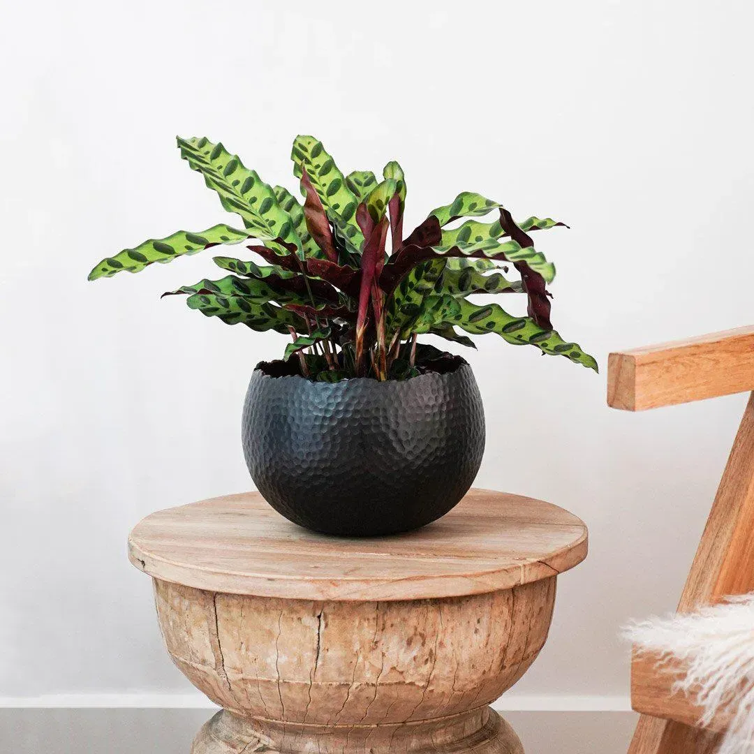 Small Bowl Planter Hammered - Black, Metal image