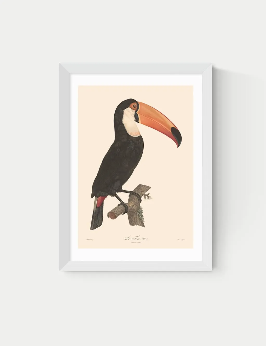Toucan by Aster Framed Art Print - White, Wood product