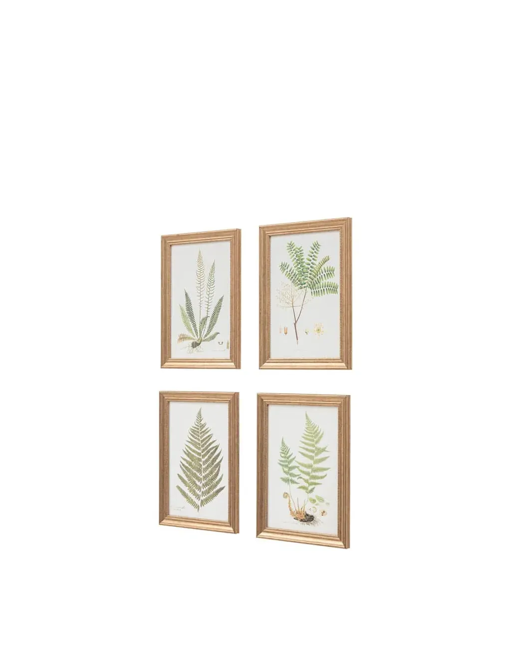 Set of 4 Assorted Ferns Framed Art - Green, Gold product