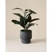 Artificial Rubber Plant in Cement Pot - Charcoal alternate view