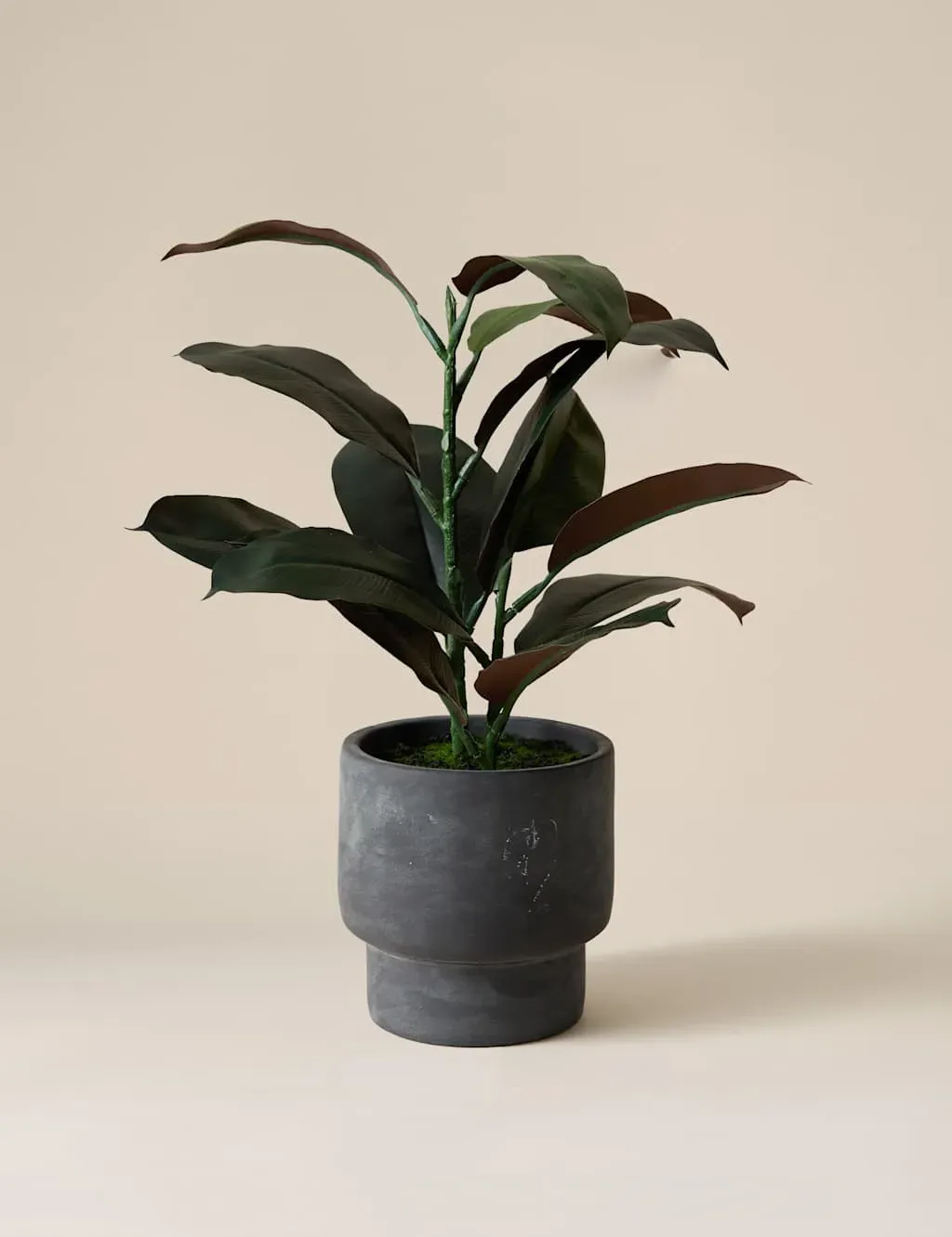 Artificial Rubber Plant in Cement Pot - Charcoal product
