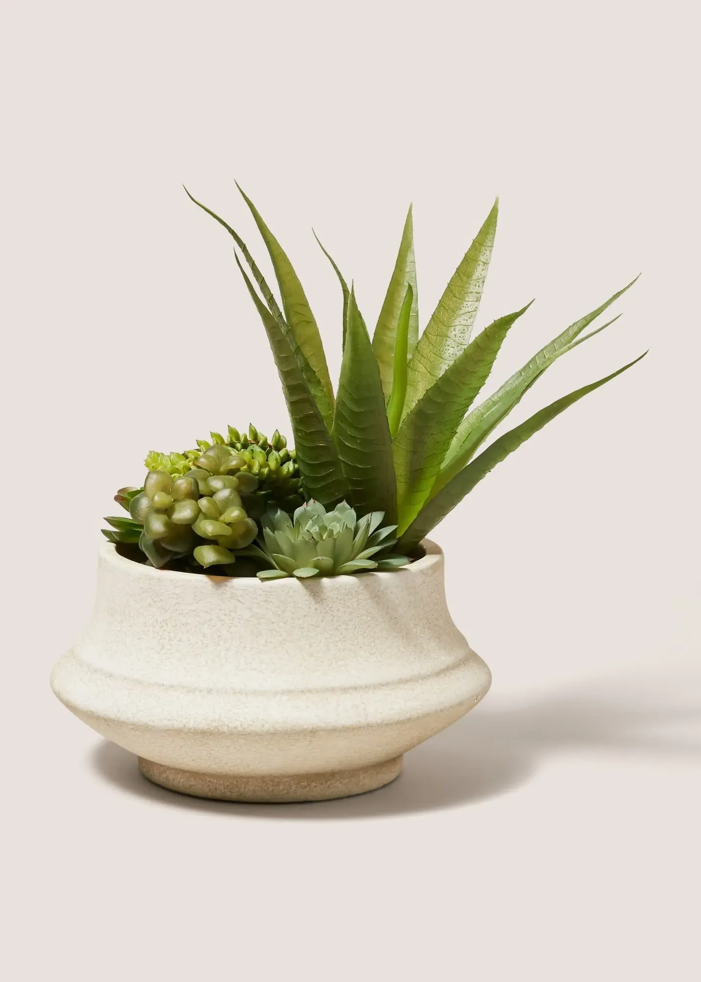 Agave in Squat Pot - Cream product