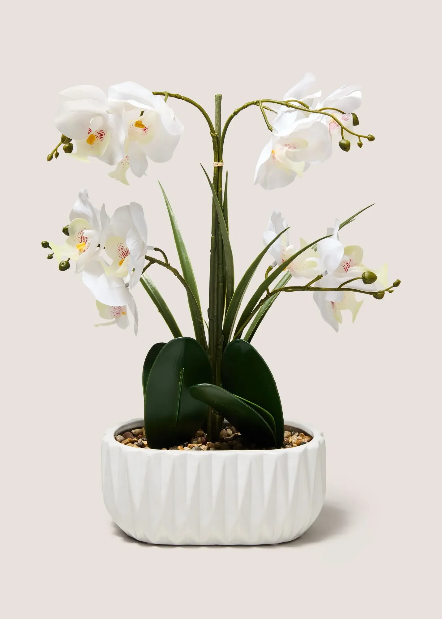 Planted Orchid - White product