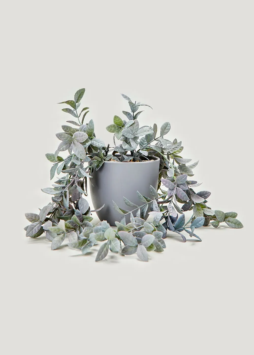 Trailing Plant in Pot - Grey product