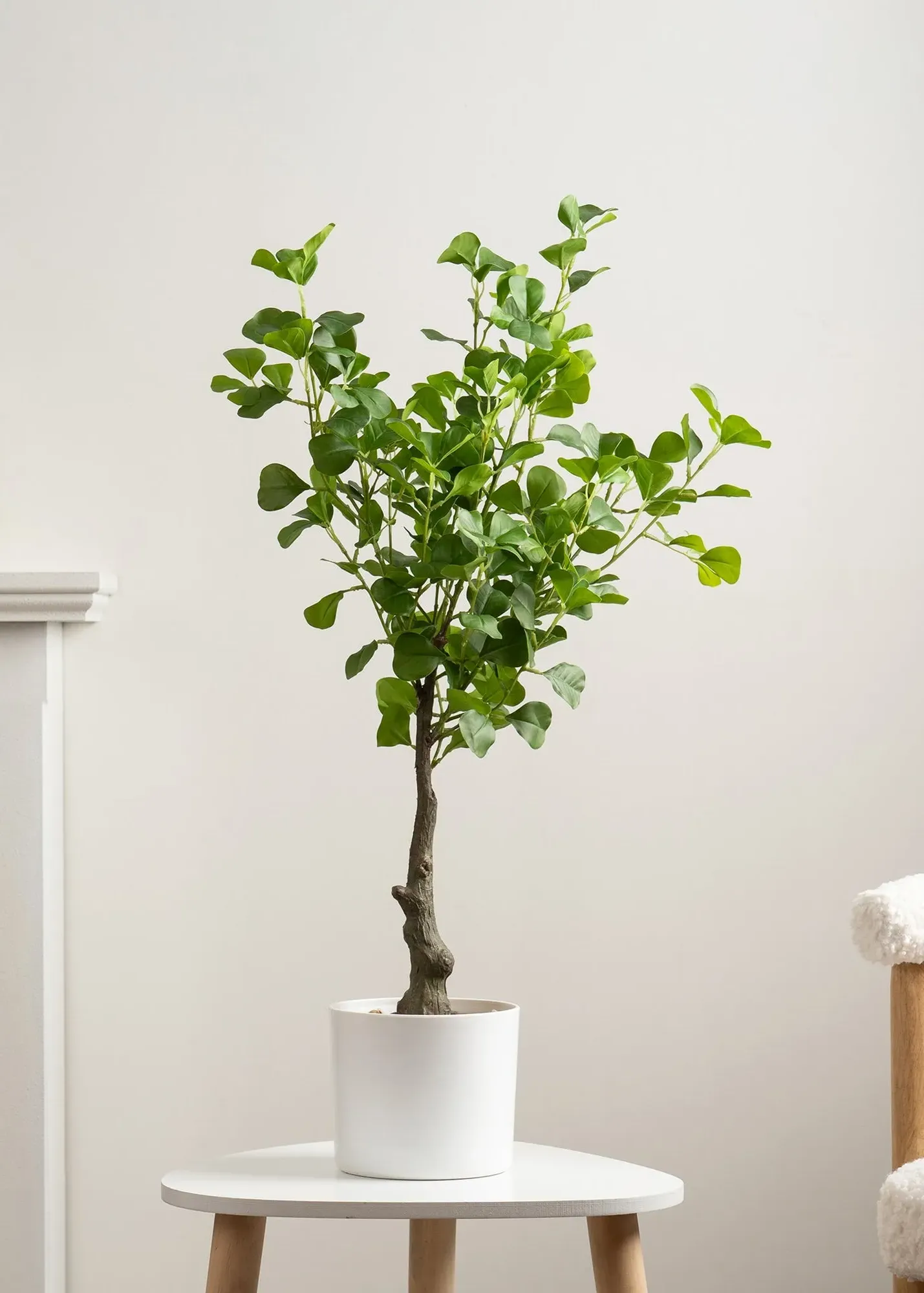 Artificial Heart-Leaf Ficus Tree in Pot 75cm - Green product