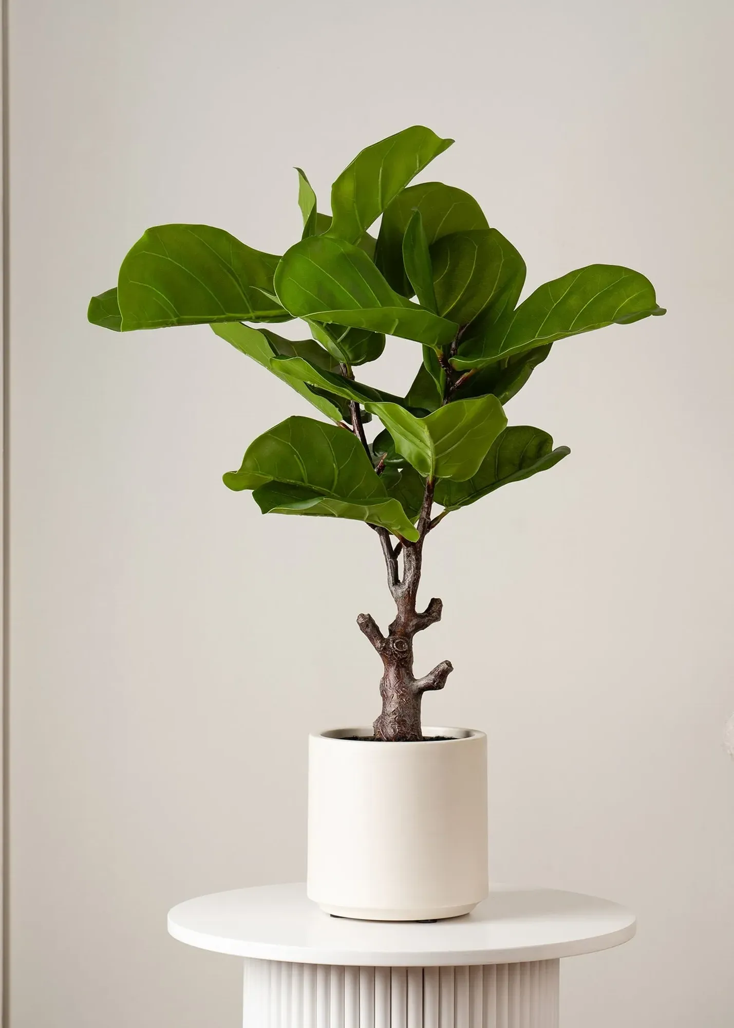 Real Touch Fiddleleaf Fig Tree in Chunky Pot 75cm - Green, PEVA/PE product