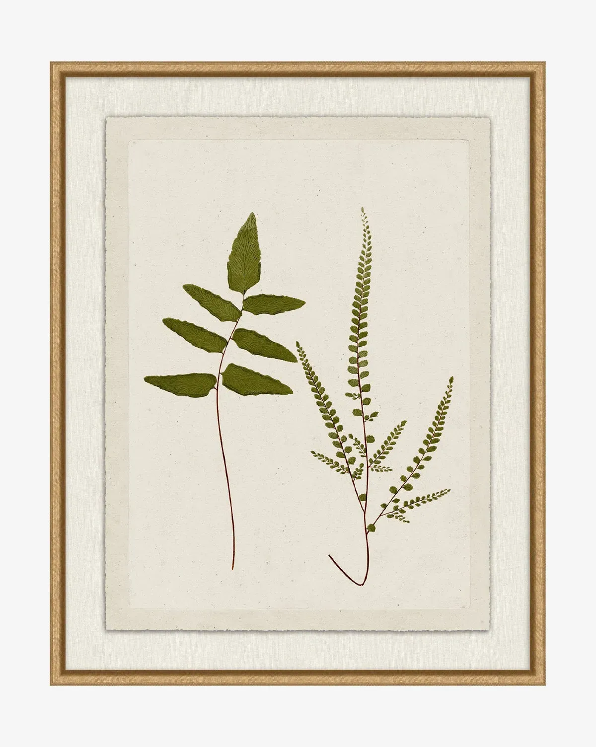 Botanical Pressings I Framed Giclee Print - Gold product