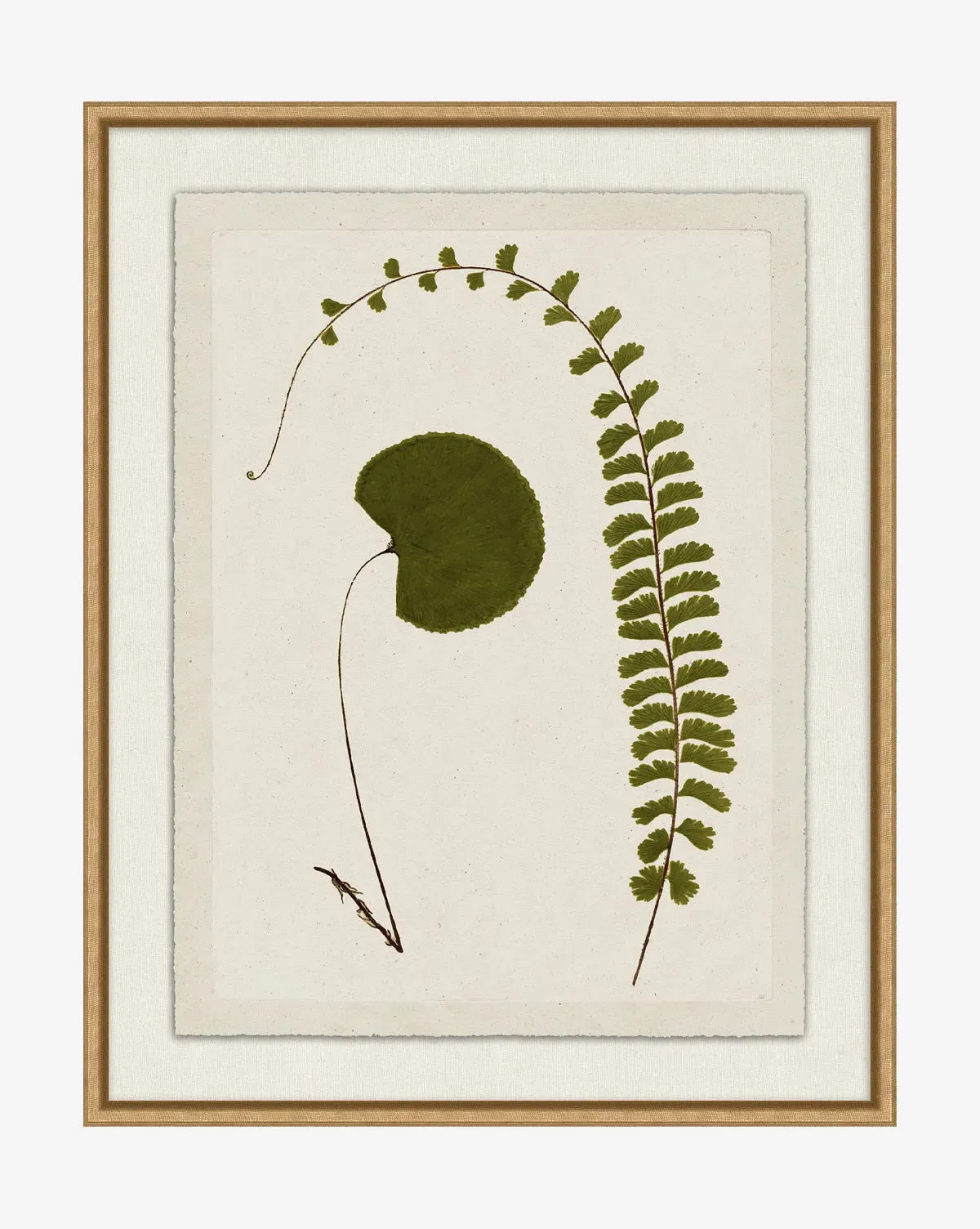 Botanical Pressings II Framed Giclee Print - Gold product