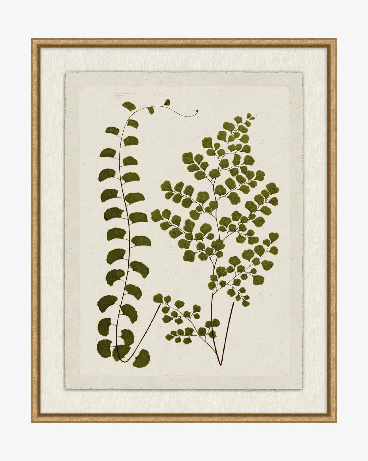 Botanical Pressings III Framed Giclee Print - Gold product