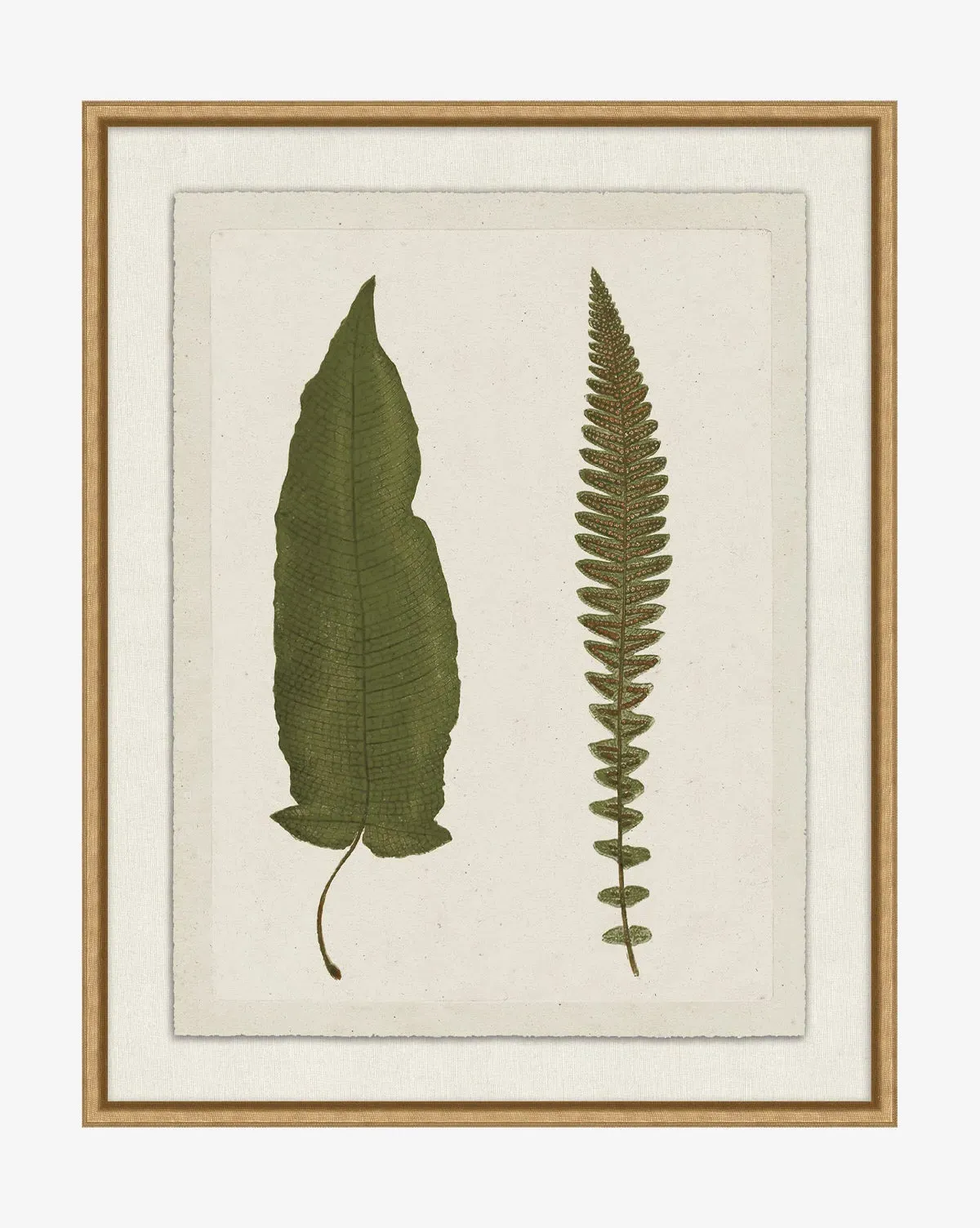 Botanical Pressings VII Framed Giclee Print - Gold product
