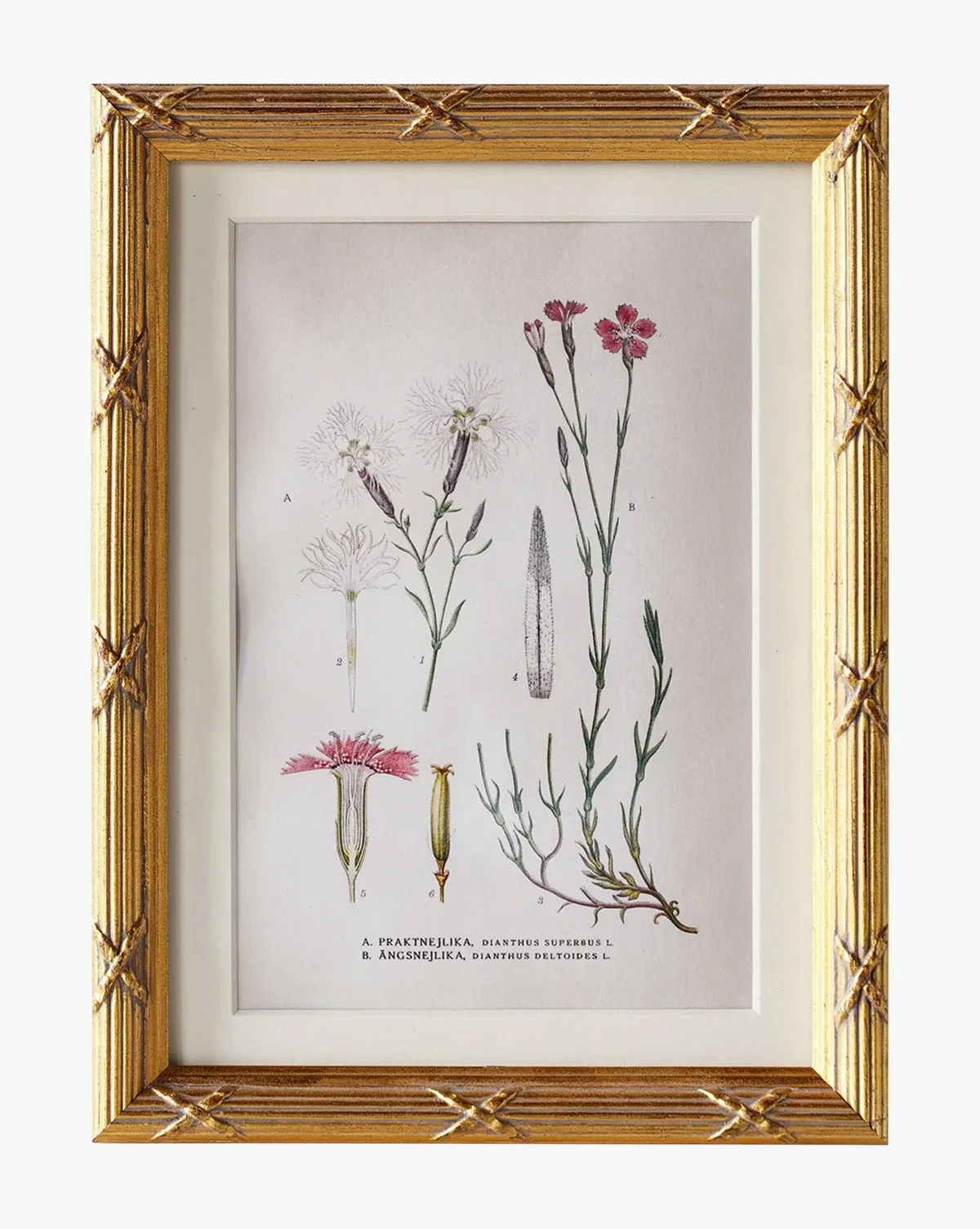 Botanical Study No. 1 Framed Artwork - Gilt product