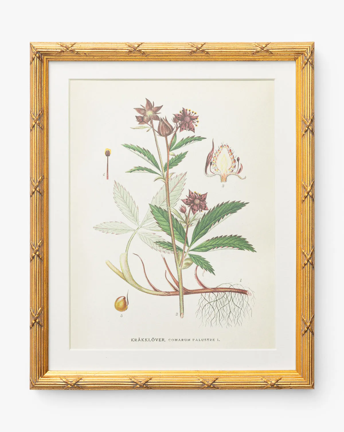 Botanical Study No. 2 Artwork - Gilded Frame product