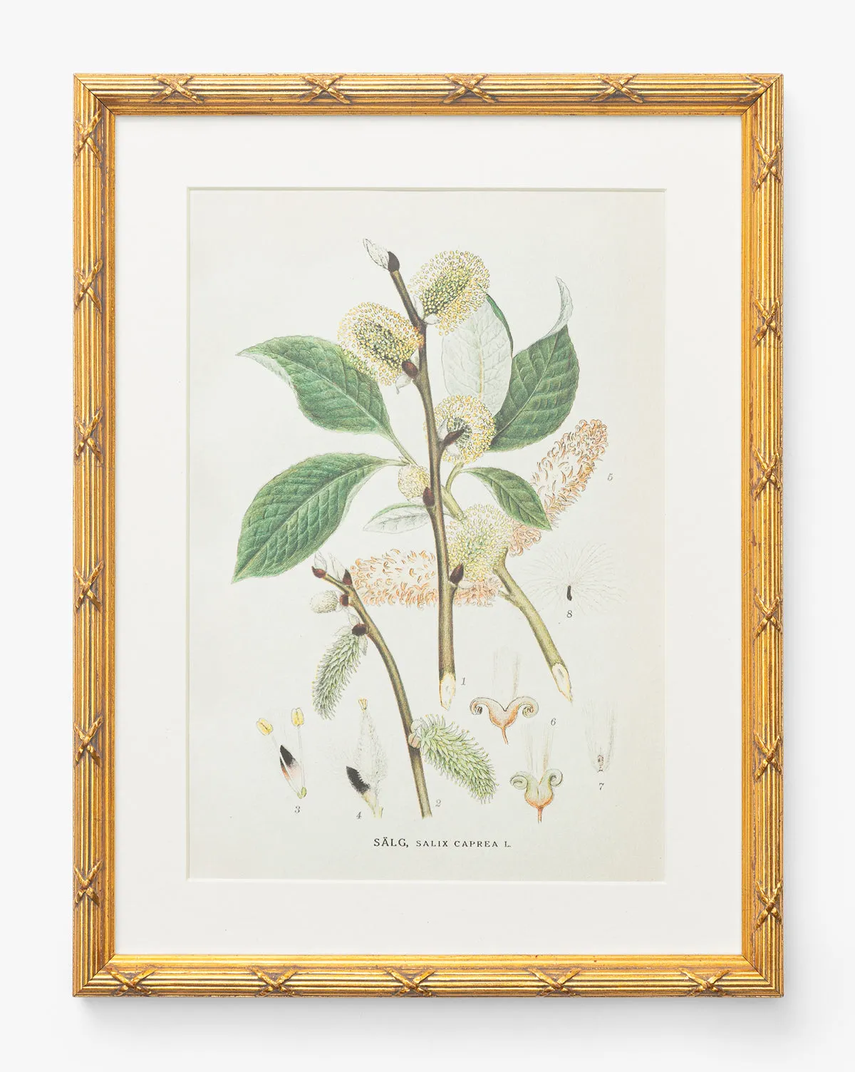Botanical Study No. 3 Artwork - Gilded Frame product
