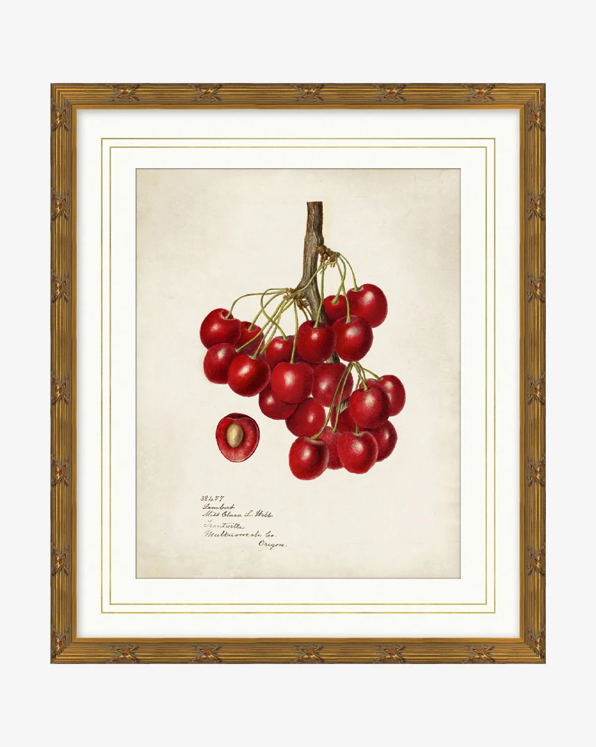 Cherry Study Framed Wall Art - Gold product