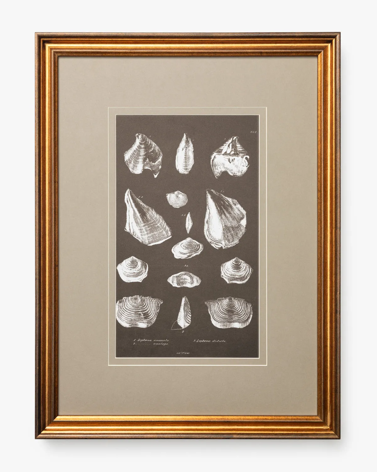Conchology Study Triptych No. 1 Wall Art Print product
